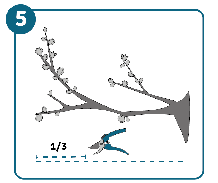 Picture of a flowering branch and pruning shears, with a cut line at one-third of the branch length.